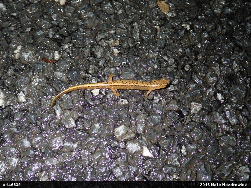 Northern Two-lined Salamander