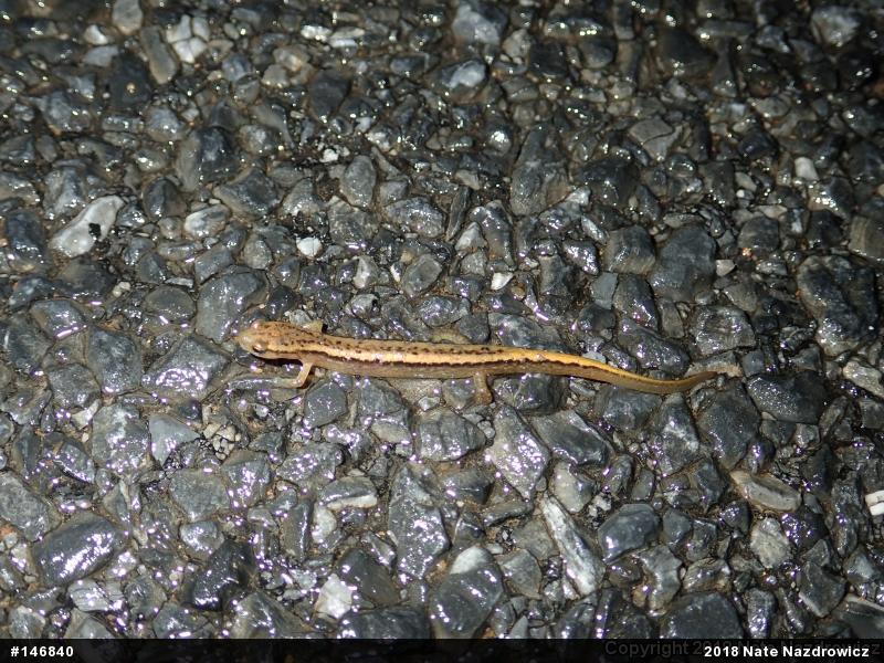 Northern Two-lined Salamander