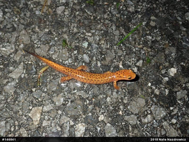 Eastern Long-tailed Salamander