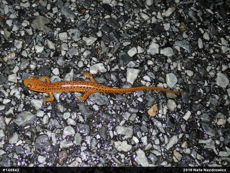 Eastern Long-tailed Salamander