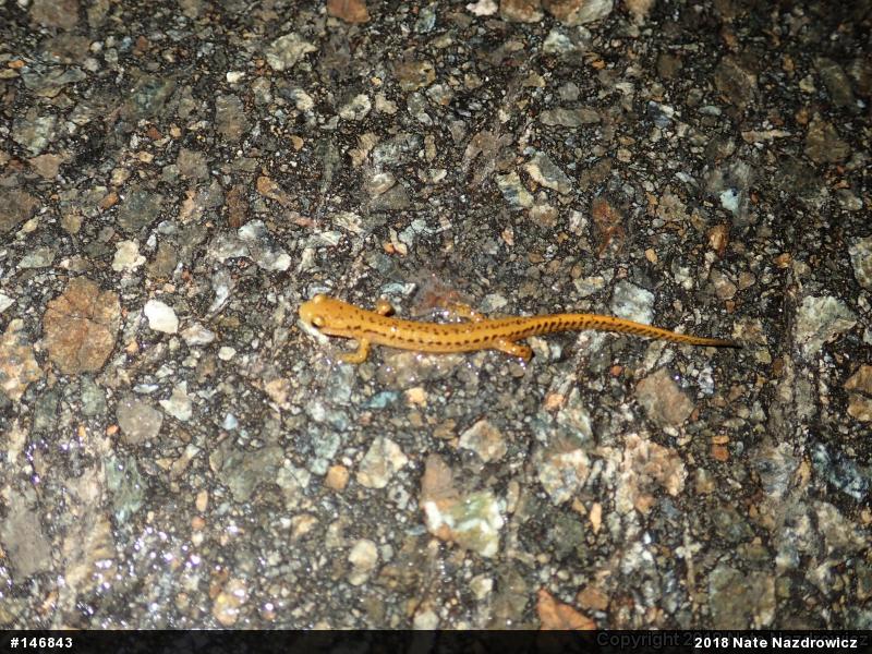 Eastern Long-tailed Salamander