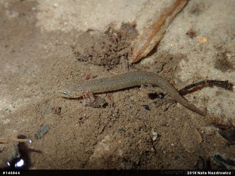 Northern Red Salamander