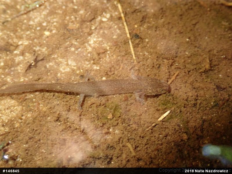 Northern Red Salamander