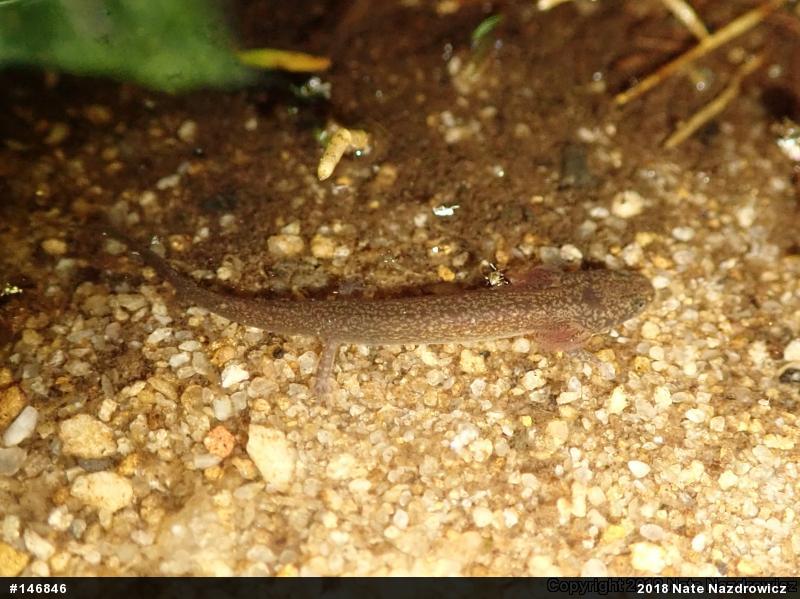Northern Red Salamander