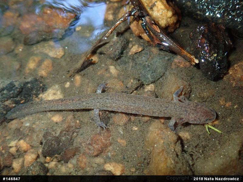 Northern Red Salamander
