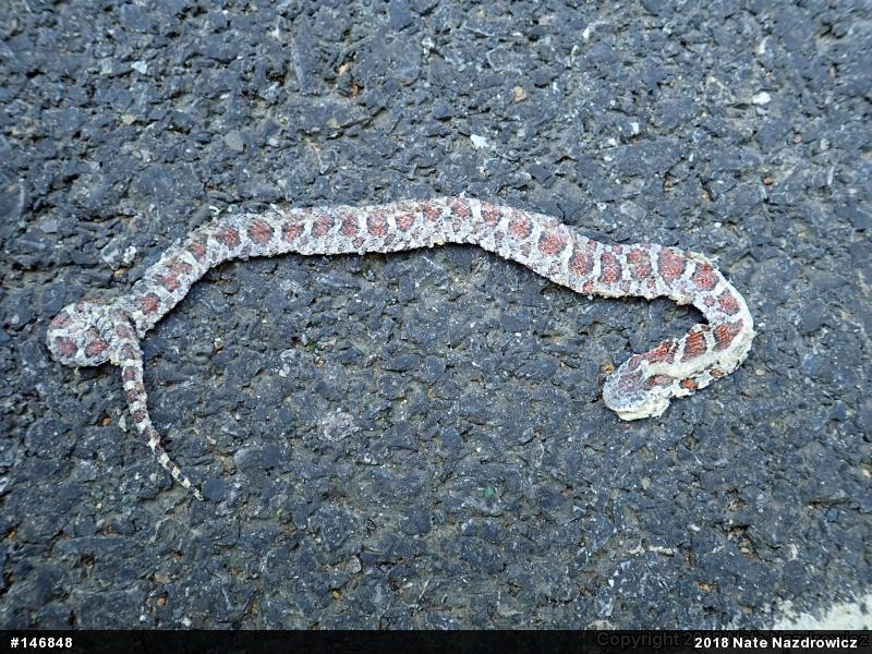 Eastern Milksnake