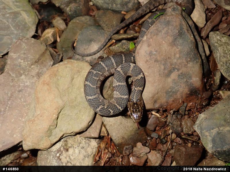Northern Watersnake