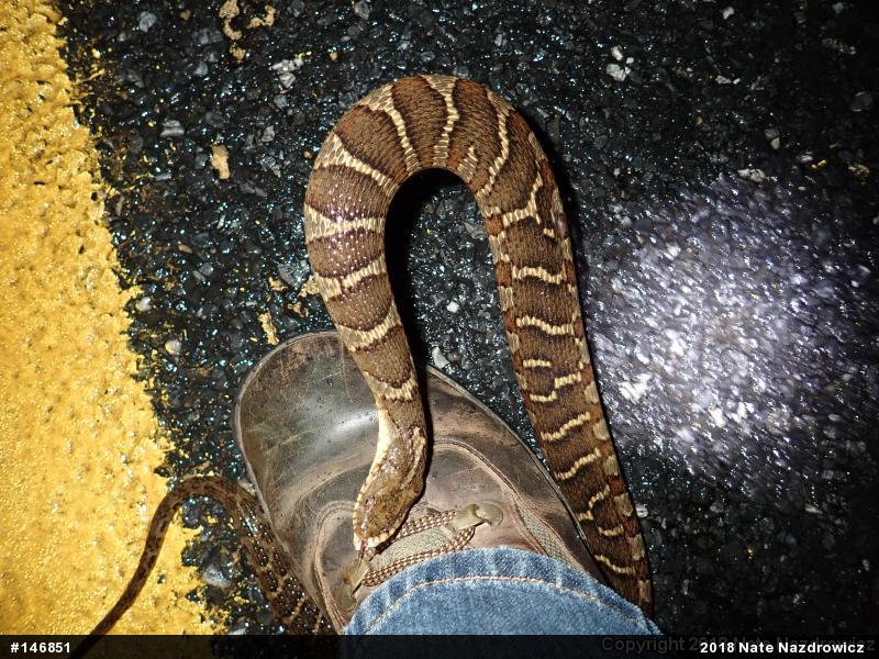 Northern Watersnake