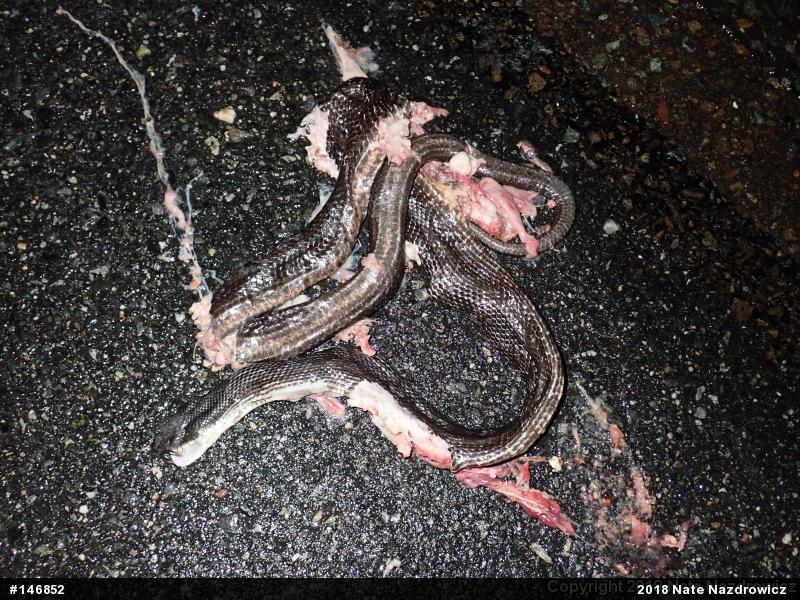 Eastern Ratsnake