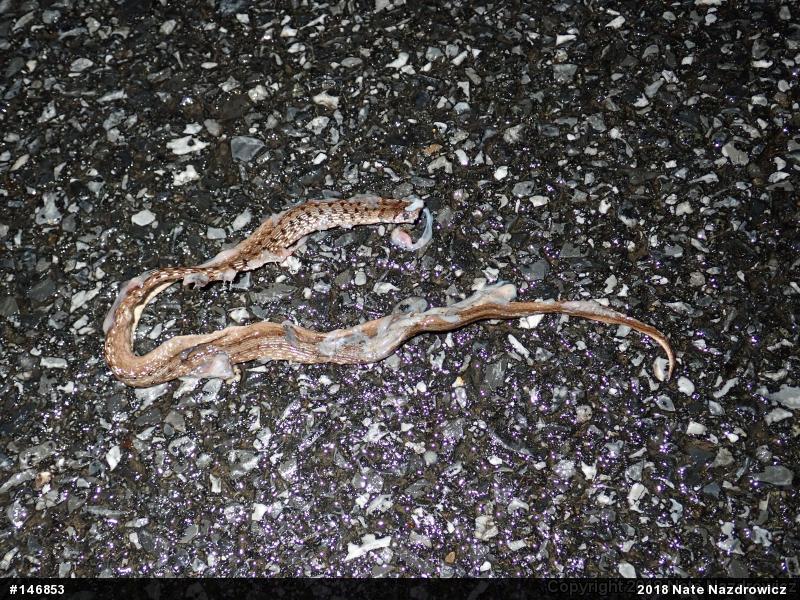 Dekay's Brownsnake