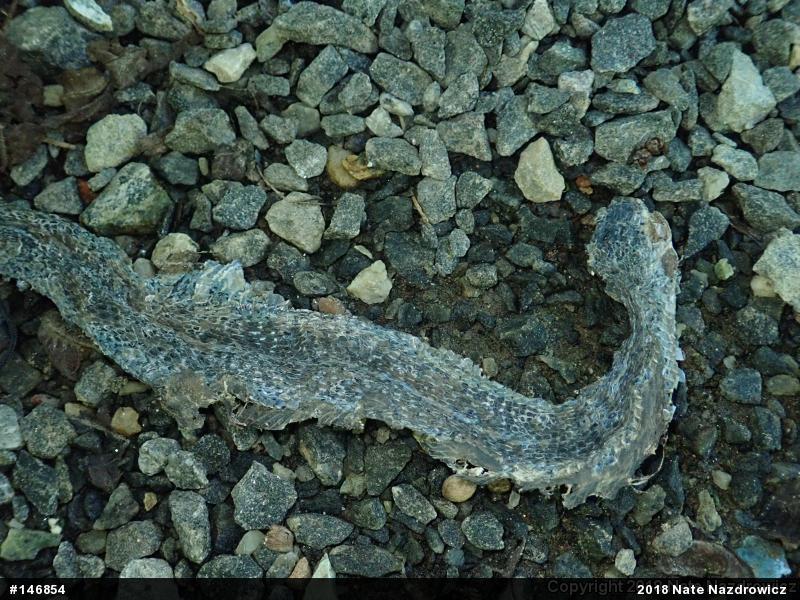 Eastern Gartersnake