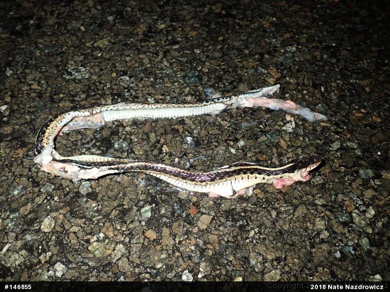Eastern Gartersnake