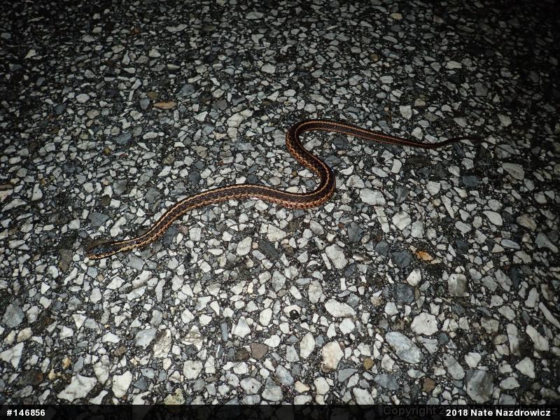 Eastern Gartersnake