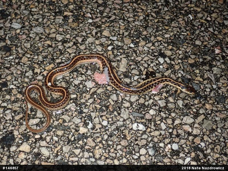 Eastern Gartersnake