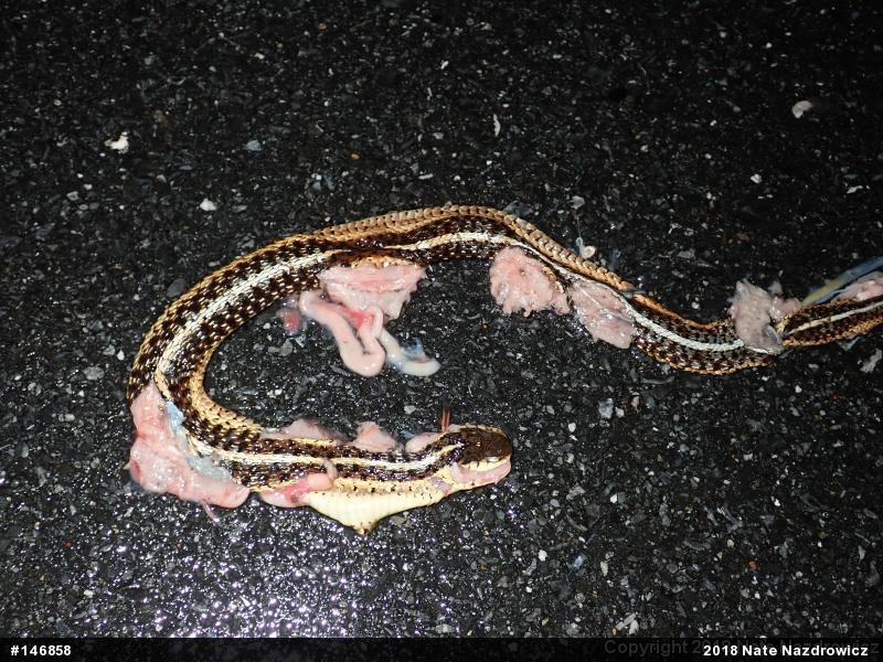 Eastern Gartersnake
