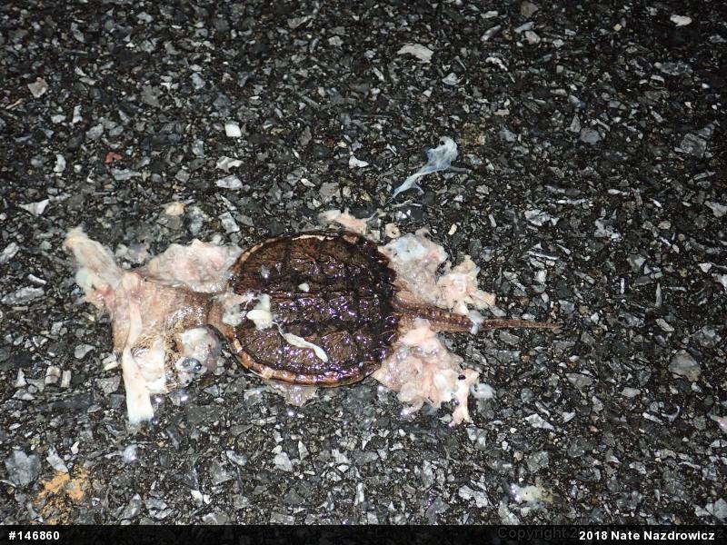 Snapping Turtle