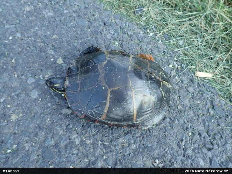 Painted Turtle