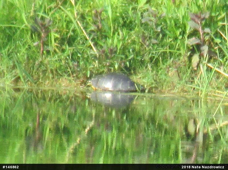 Painted Turtle