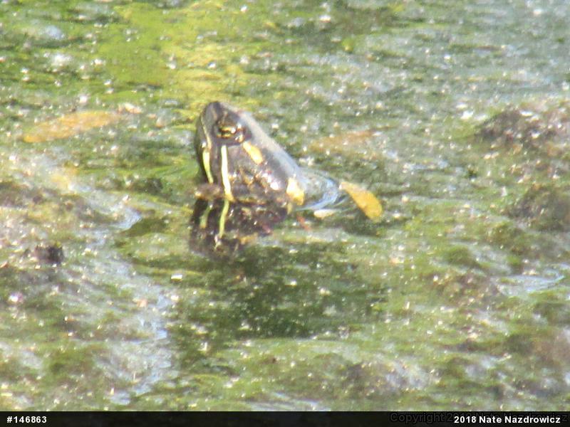 Painted Turtle
