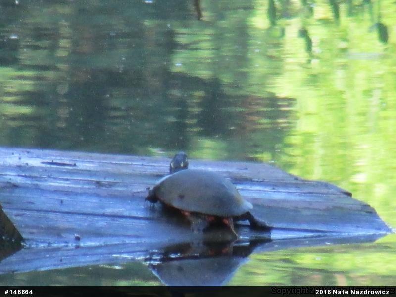 Painted Turtle