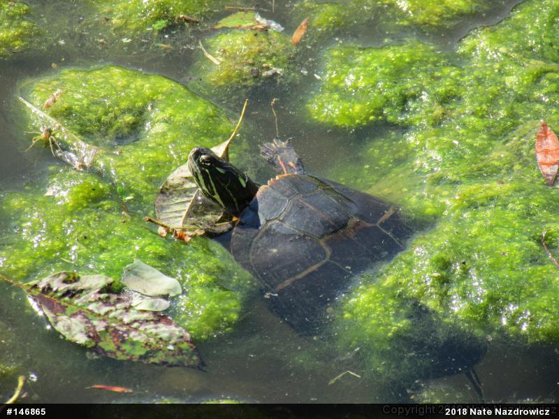 Painted Turtle