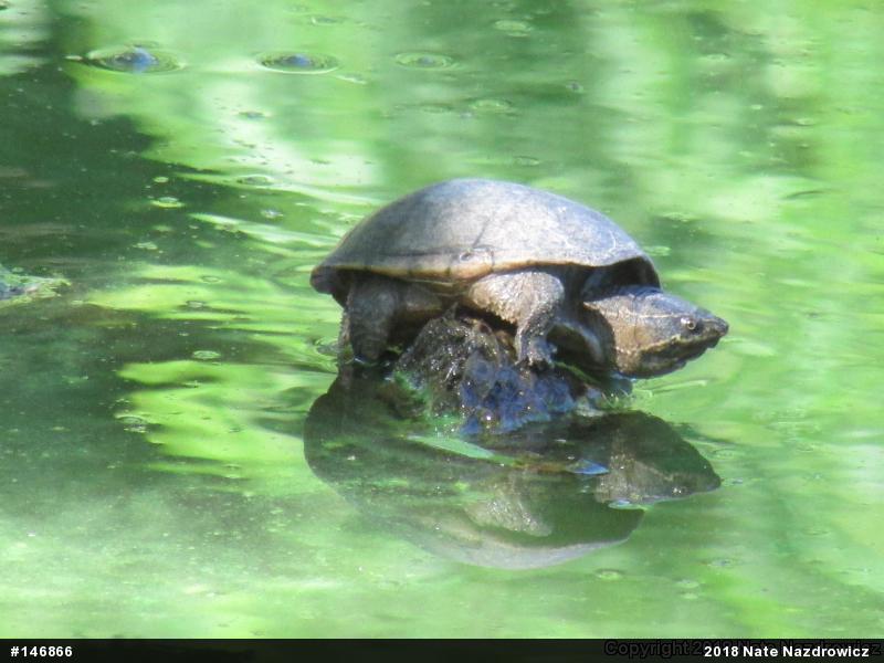Eastern Musk Turtle