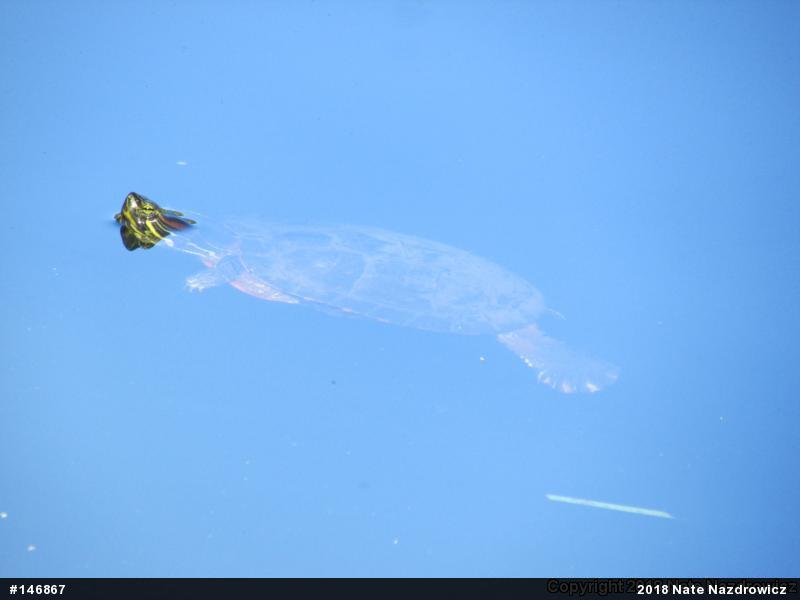 Red-eared Slider