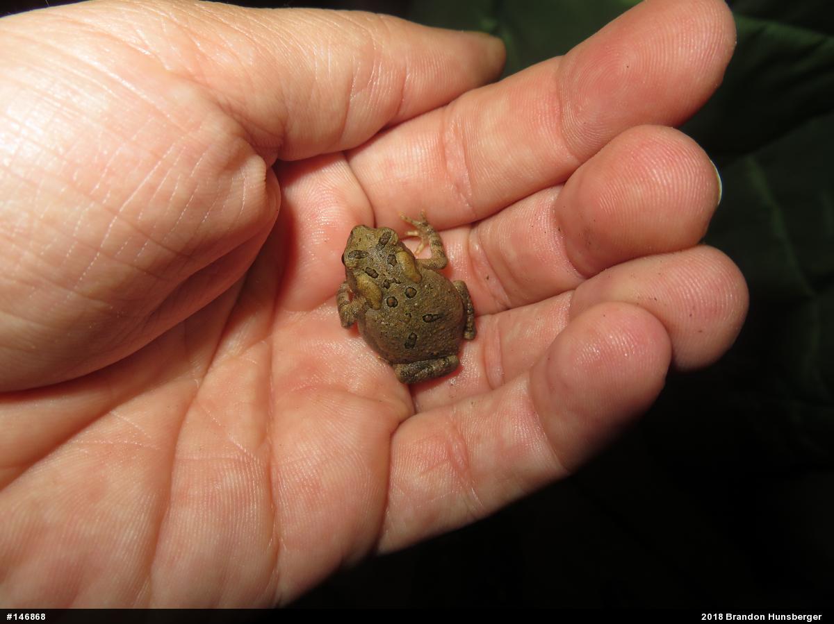 Eastern American Toad