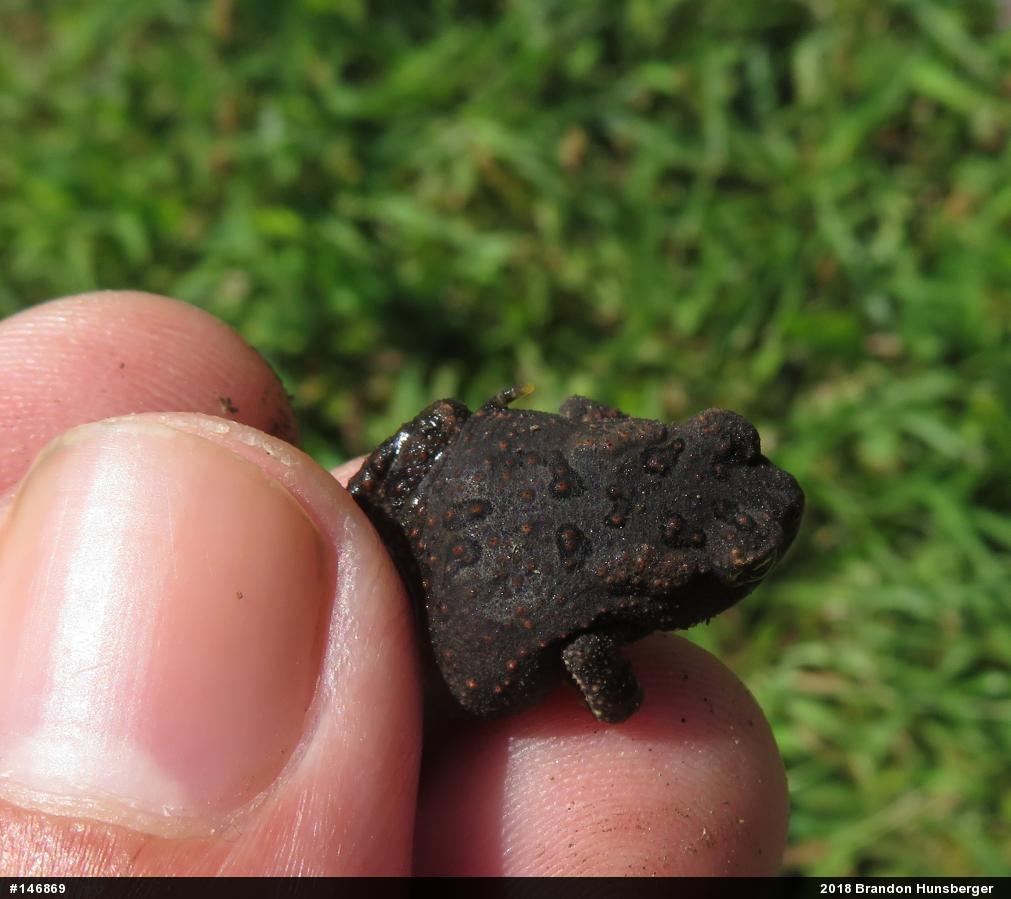 Eastern American Toad