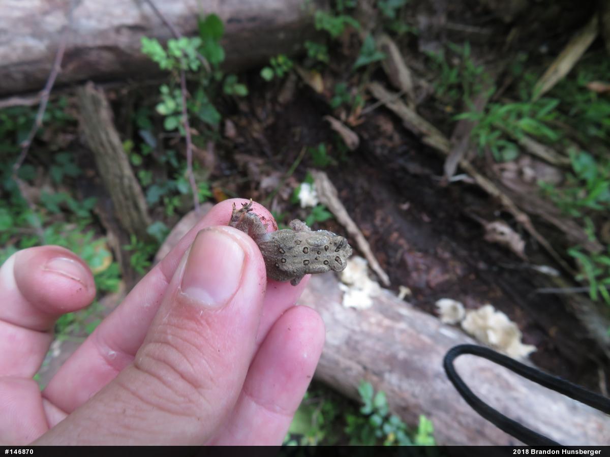 Eastern American Toad