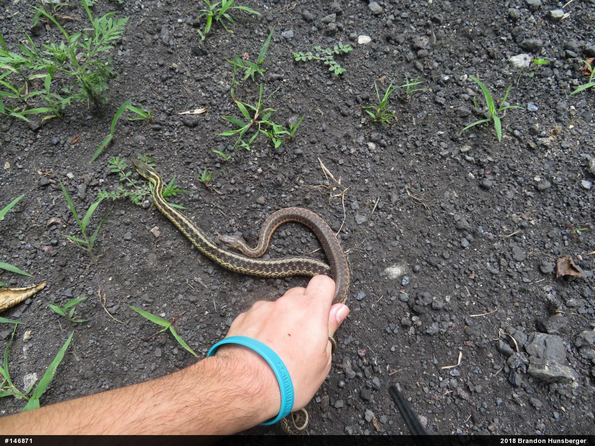 Eastern Gartersnake