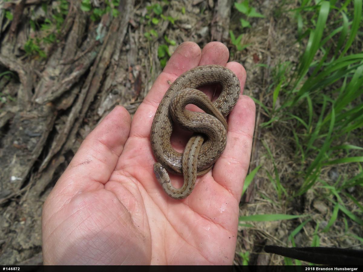 Dekay's Brownsnake