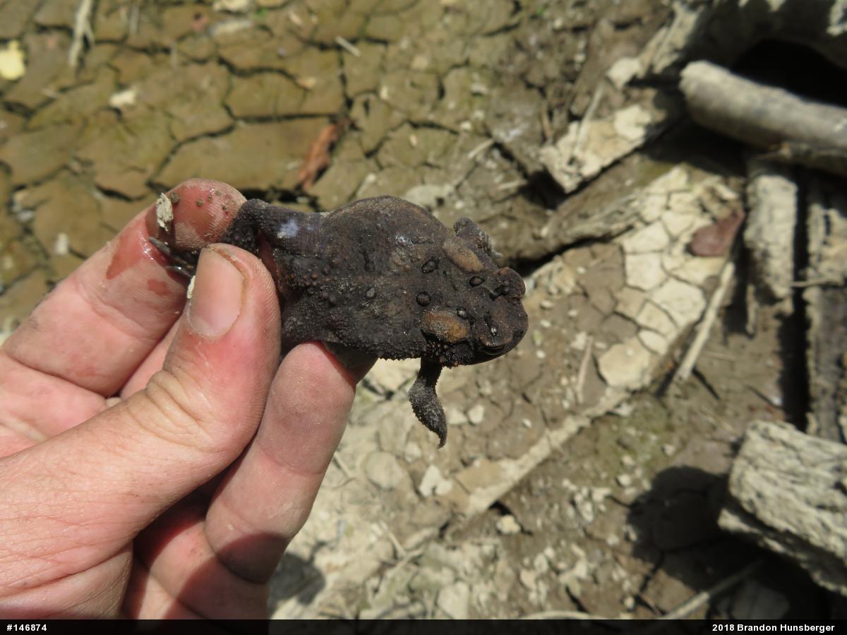 Eastern American Toad