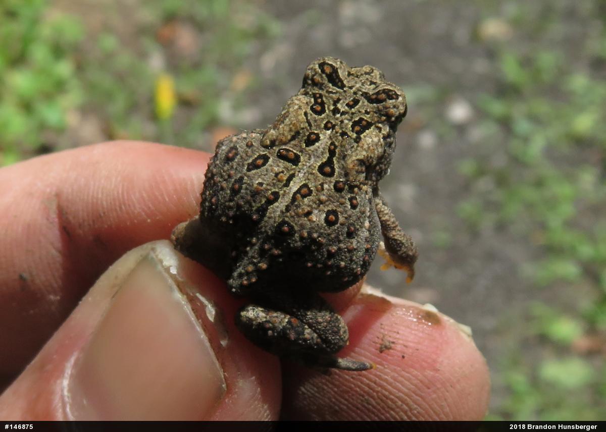 Eastern American Toad