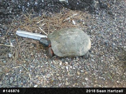 Wood Turtle