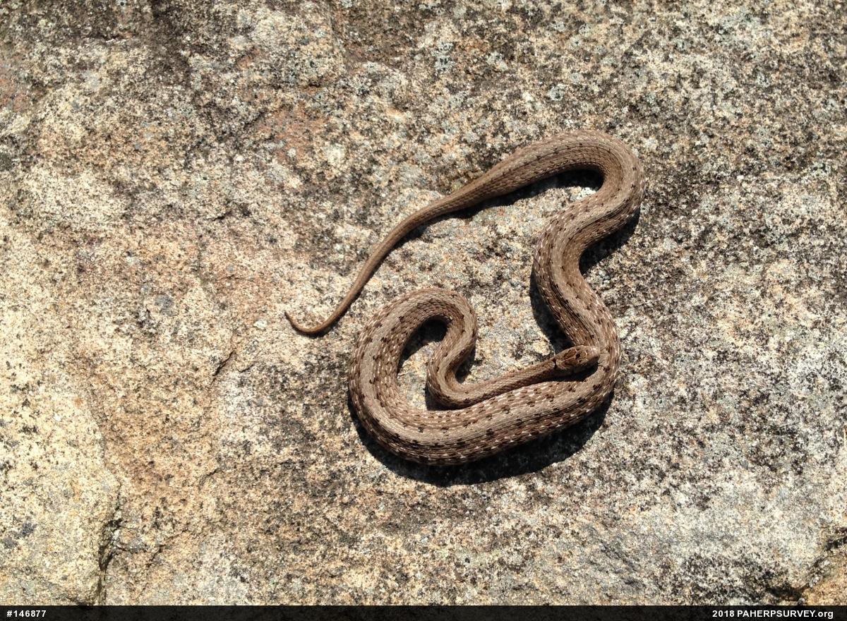 Dekay's Brownsnake