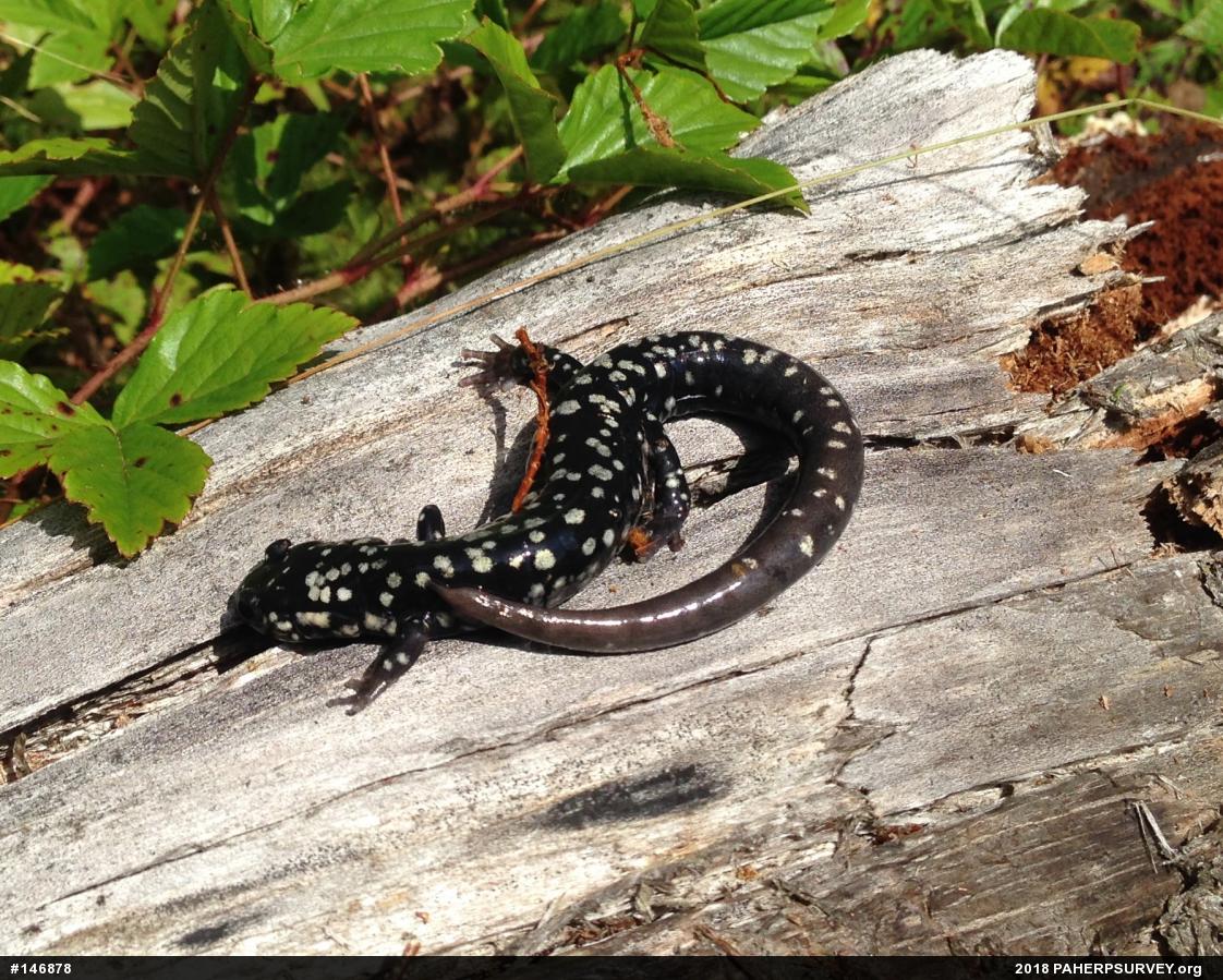 Northern Slimy Salamander