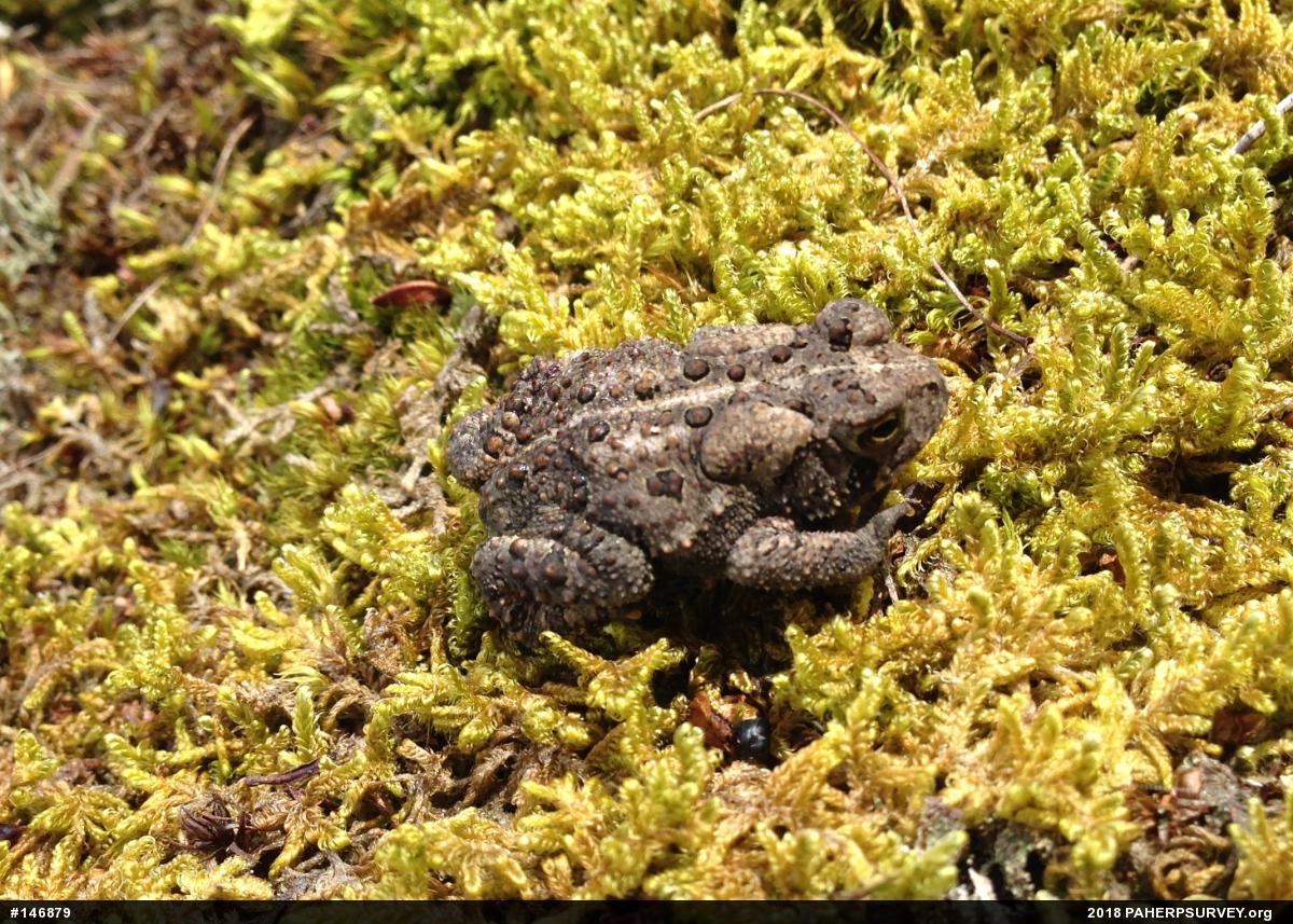 Eastern American Toad