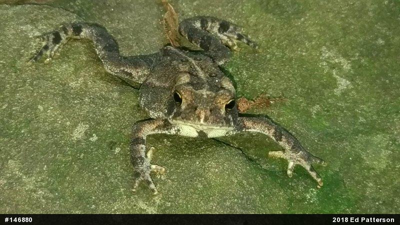 Eastern American Toad