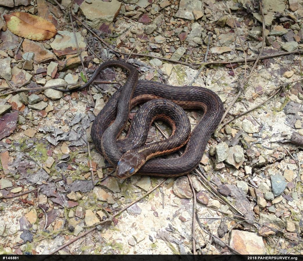 Eastern Gartersnake