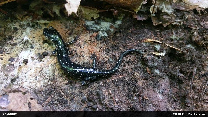 Northern Slimy Salamander