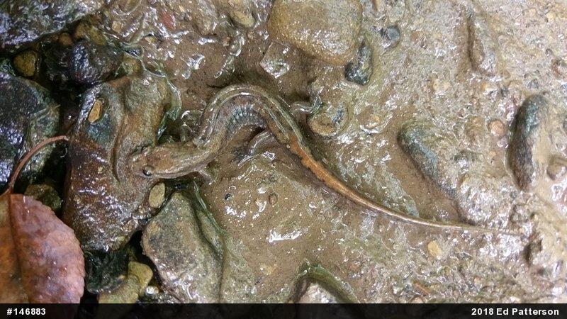 Northern Dusky Salamander