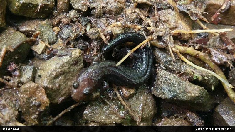 Allegheny Mountain Dusky Salamander