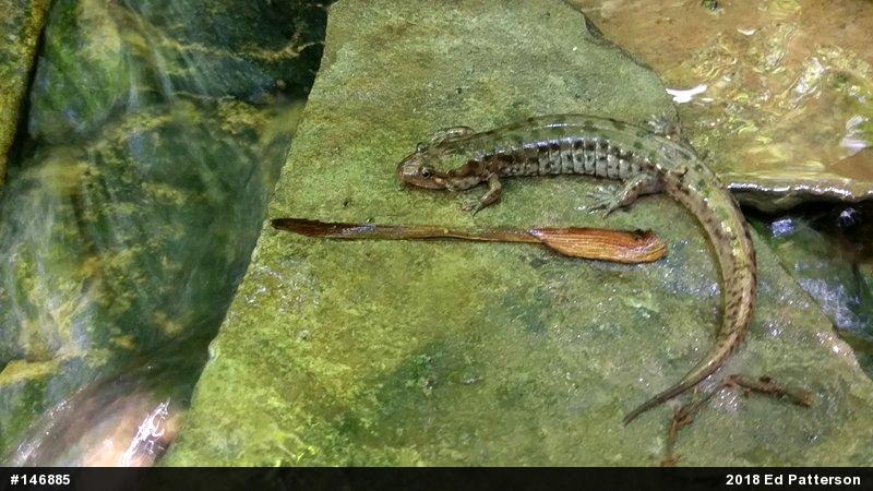 Seal Salamander