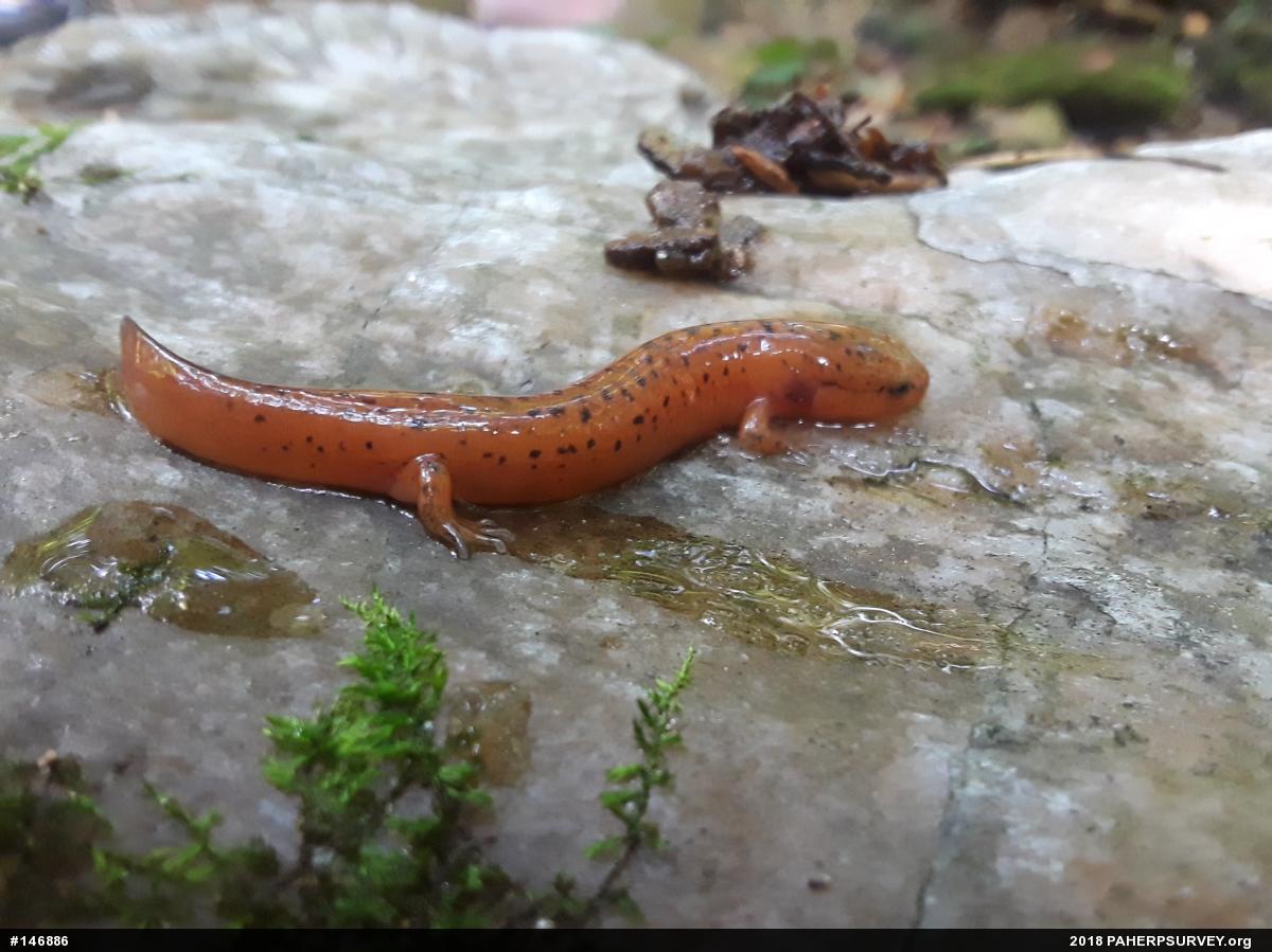 Northern Red Salamander