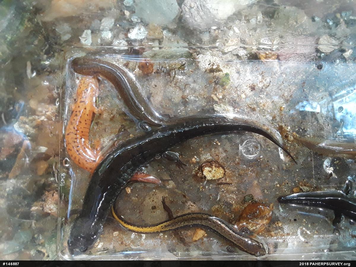 Northern Dusky Salamander