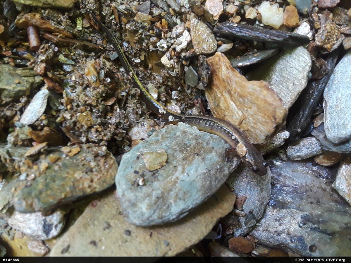 Northern Two-lined Salamander