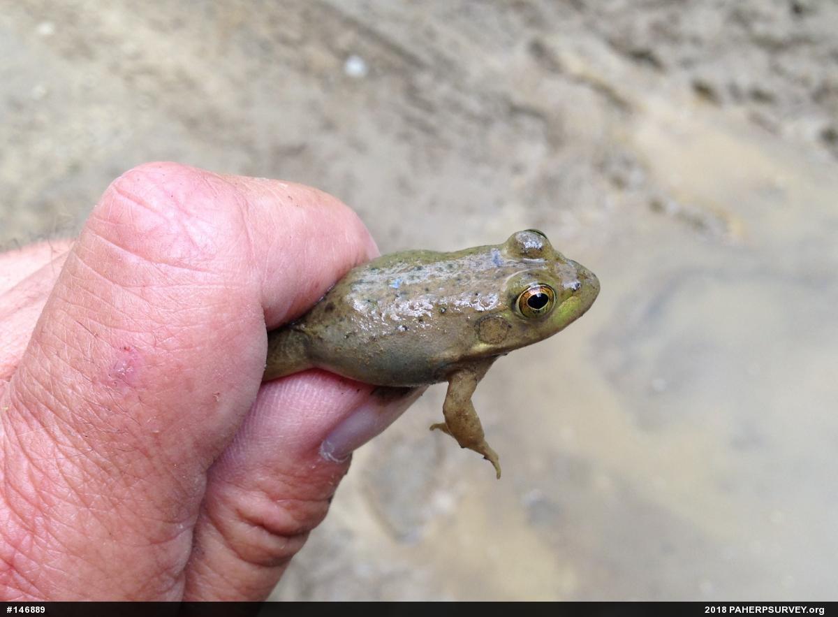American Bullfrog