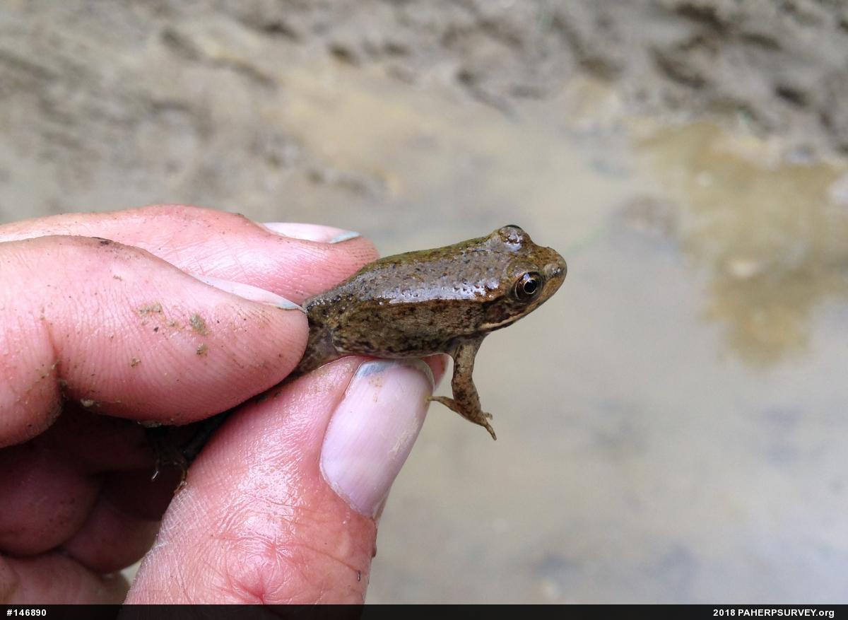 Green Frog