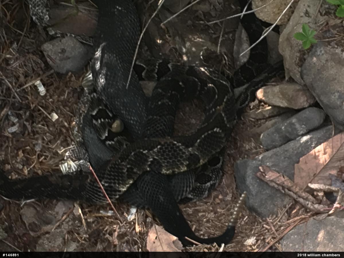Timber Rattlesnake